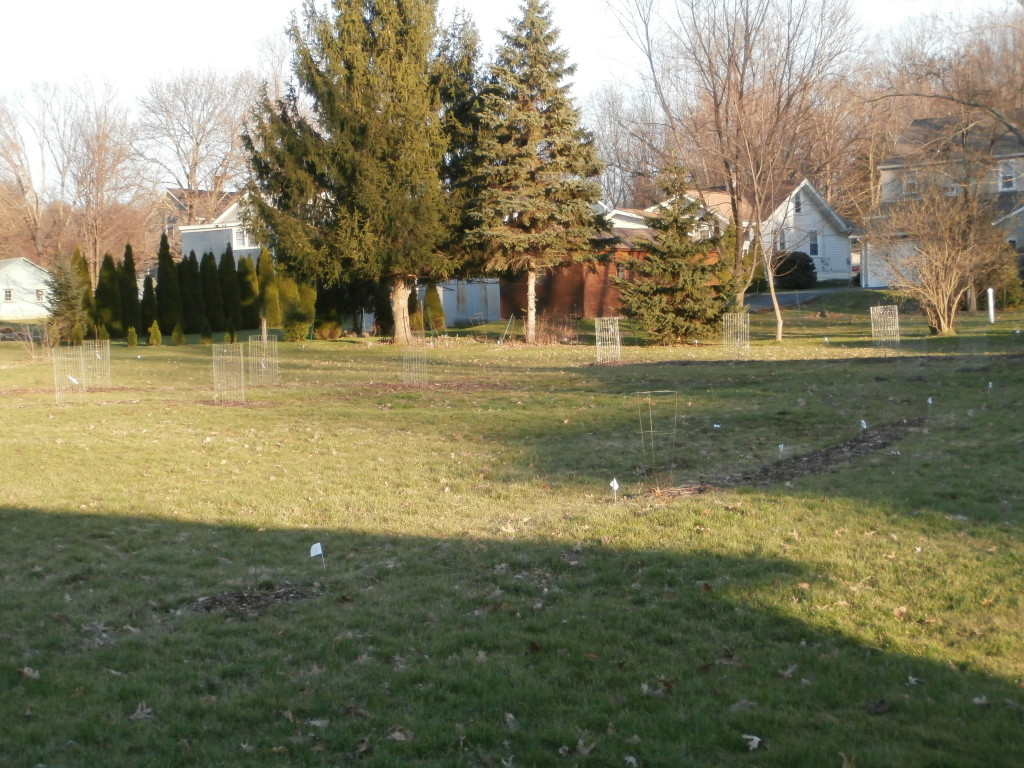 Food Forest