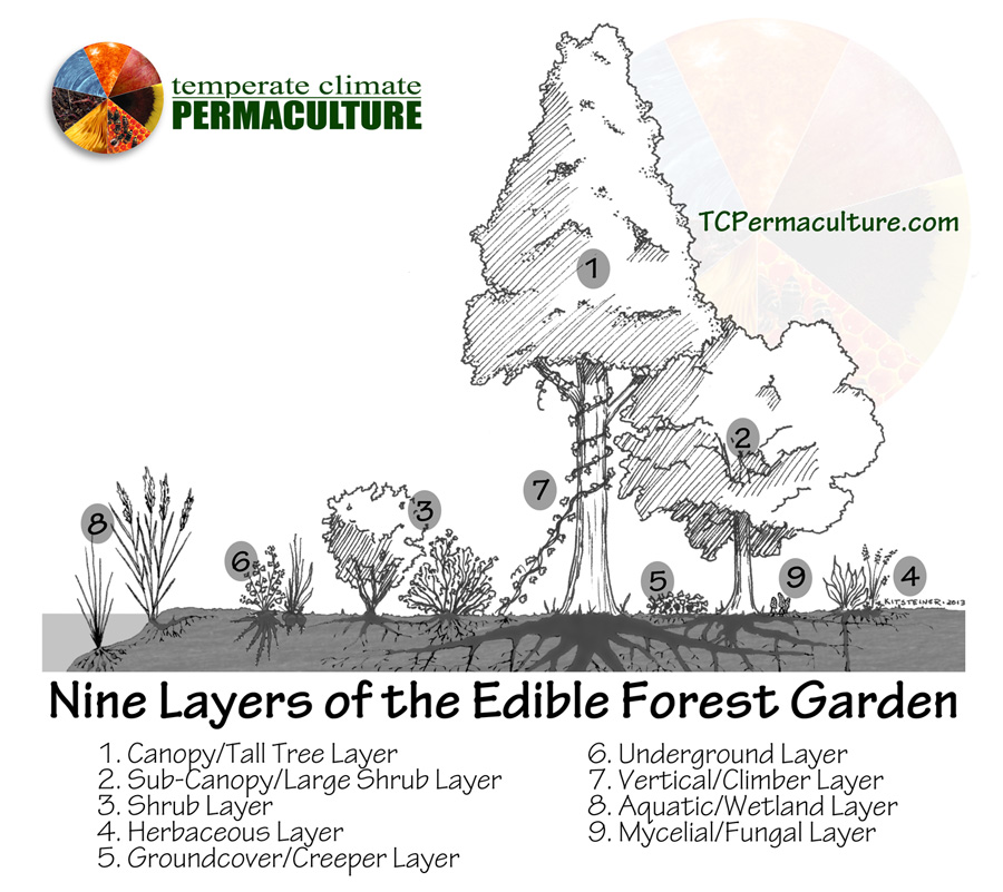 Forest_Garden_TCPermaculture