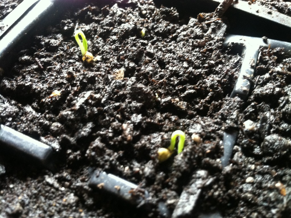 Seedling